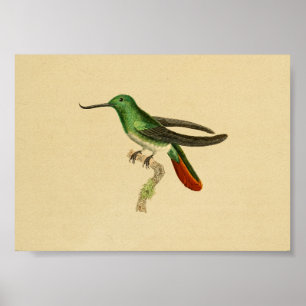 Vintage 1830 Hummingbird Grönt Red Poster