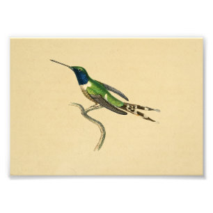 Vintage 1830 Hummingbird Print Blue-Grönt Fototryck