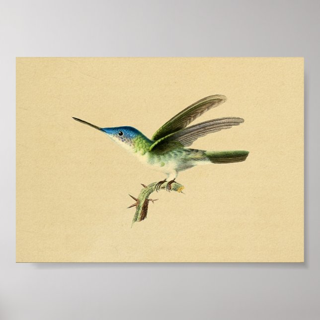 Vintage 1830 Hummingbird Print Blue-Grönt Poster (Framsidan)