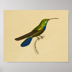 Vintage 1830 Hummingbird Print Blue-Grönt Poster