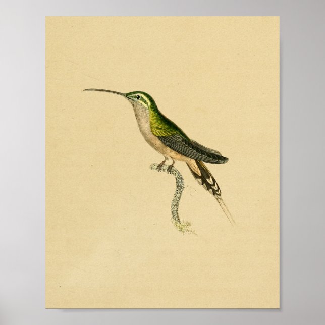 Vintage 1830 Hummingbird Print Grönt Black Poster (Framsidan)