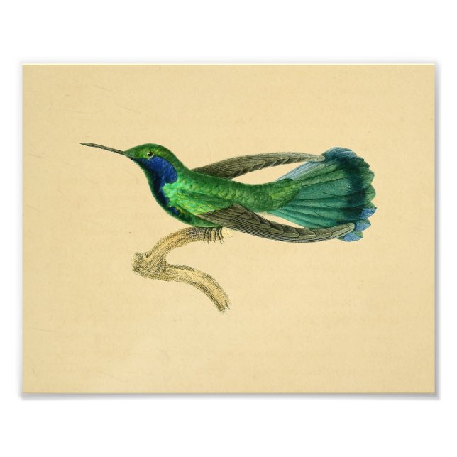 Vintage 1830 Hummingbird Print Grönt Blue Fototryck (Framsidan)