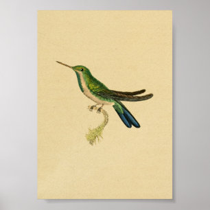 Vintage 1830 Hummingbird Print Grönt Blue Poster