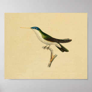 Vintage 1830 Hummingbird Print Grönt Blue Poster