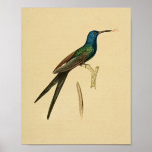 Vintage 1830 Hummingbird Print Grönt Blue Poster