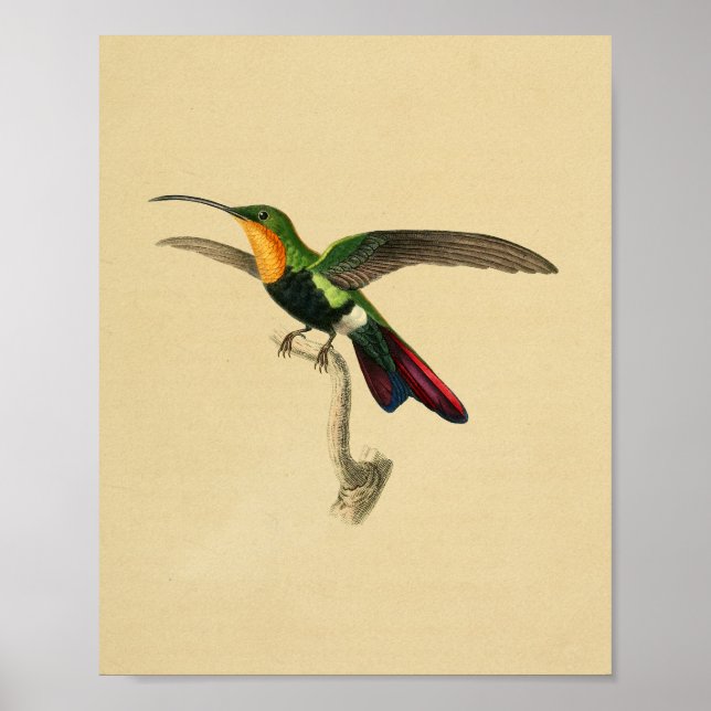 Vintage 1830 Hummingbird Print Red Black Poster (Framsidan)