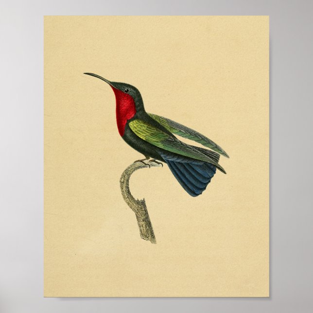 Vintage 1830 Hummingbird Print Red Blue Poster (Framsidan)