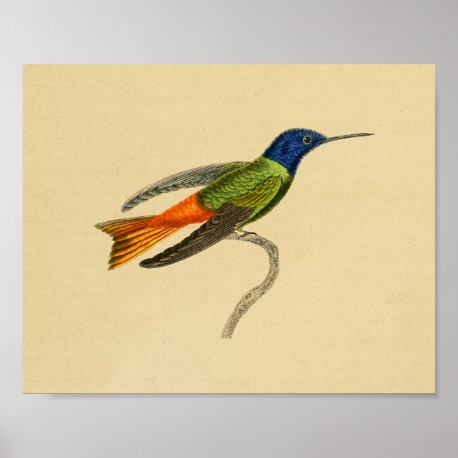 Vintage 1830 Hummingbird Print Red Blue Poster (Framsidan)