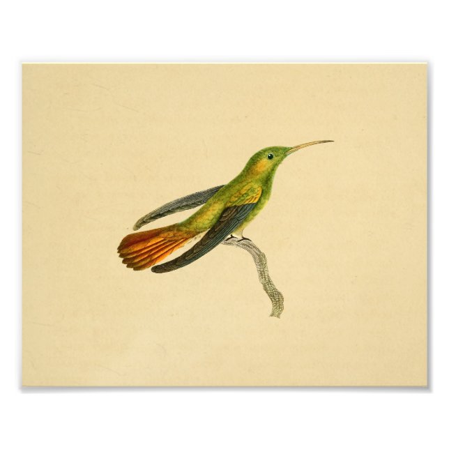 Vintage 1830 Hummingbird Skriv ut röd Grönt Fototryck (Framsidan)