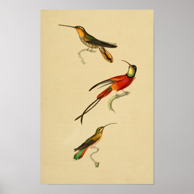 Vintage 1830 Hummingbird Skriv ut röd Grönt Poster (Framsidan)