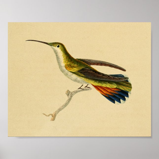Vintage 1830 Hummingbird Skriv ut röd Grönt Poster (Framsidan)