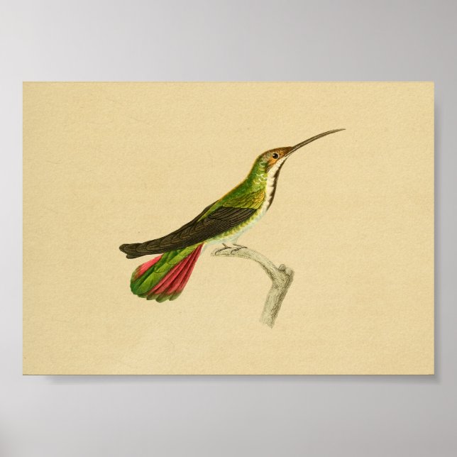 Vintage 1830 Hummingbird Skriv ut röd Grönt Poster (Framsidan)