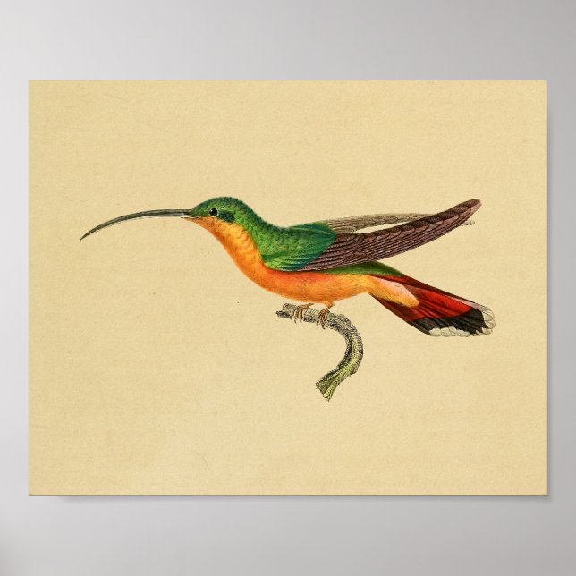 Vintage 1830 Hummingbird Skriv ut röd Grönt Poster (Framsidan)