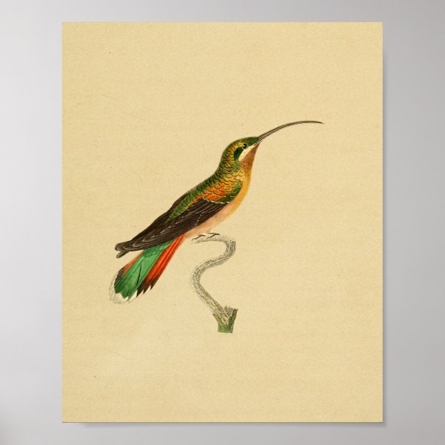 Vintage 1830 Hummingbird-utskrift Poster (Framsidan)