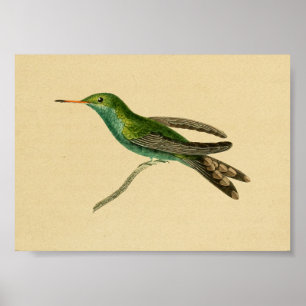 Vintage 1830 Hummingbird-utskrift turkos Poster