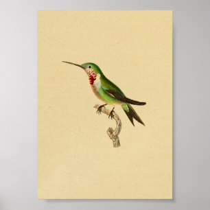 Vintage 1830 Utskriftsrubel för hummer Poster