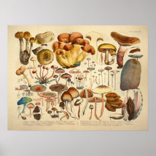Vintage 1831 Brå utskrift av svampsorter Poster