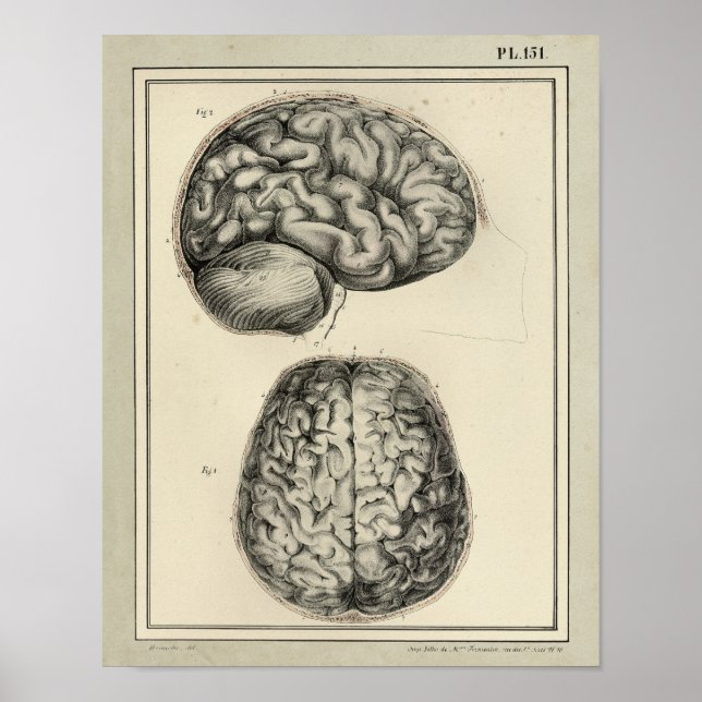 Vintage 1831 Brain Anatomy Print Poster (Framsidan)