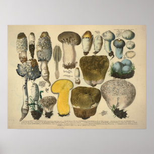 Vintage 1831 Brunt utskrift av Gult för växlingsso Poster