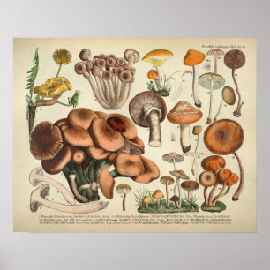 Vintage 1831 Brunt utskrift av Gult för växlingsso Poster