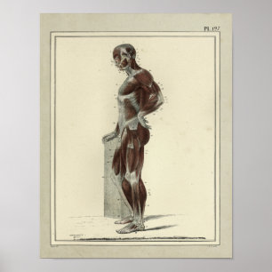 Vintage 1831 Muscles Lateral Anatomy Print Poster