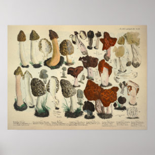 Vintage 1831 Röd brun utskrift av svampsort Poster