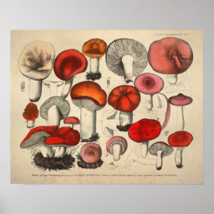 Vintage 1831 Röd Orange för svampsorter Poster