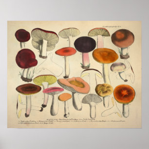 Vintage 1831 Röd Orange för svampsorter Poster