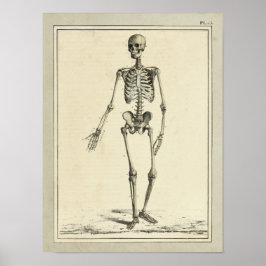 Vintage 1831 Skeleton Anatomy Print Poster