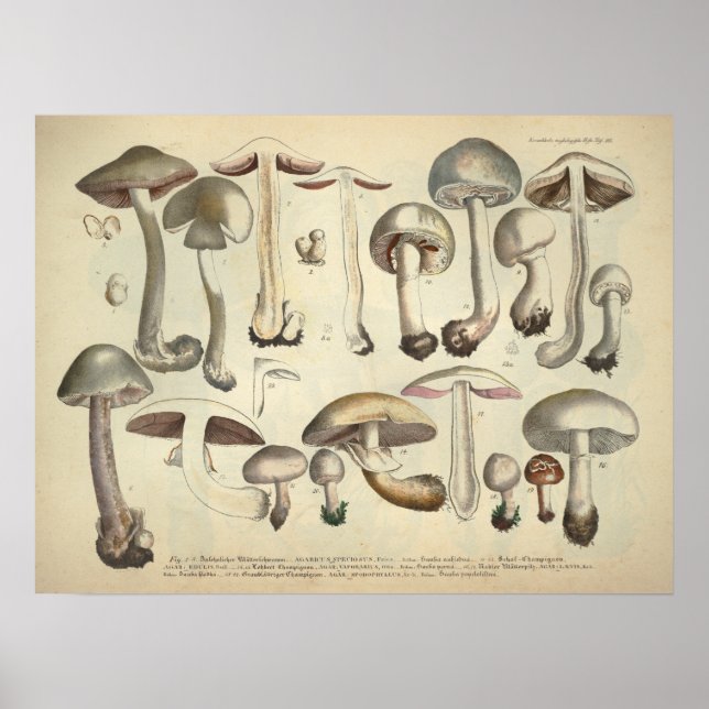 Vintage 1831 Svullnad, vit brun utskrift Poster (Framsidan)