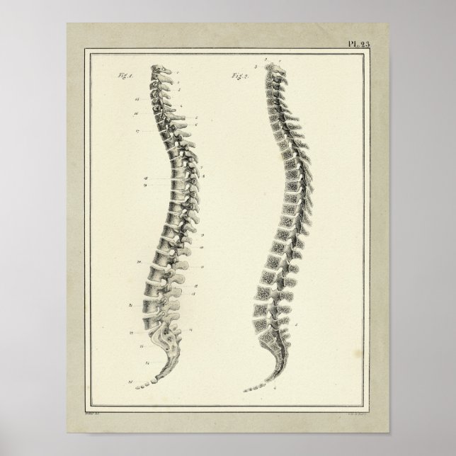 Vintage 1831 Utskrift av ryggmärgsanatomi Poster (Framsidan)