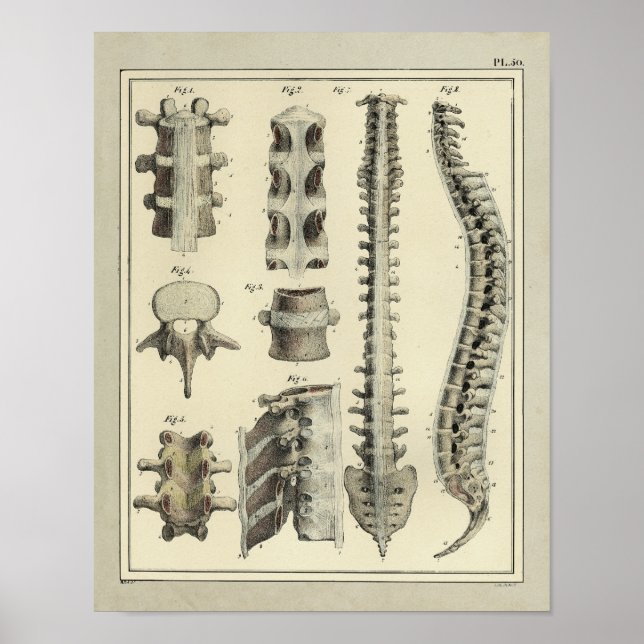 Vintage 1831 Utskrift av ryggmärgsanatomi Poster (Framsidan)