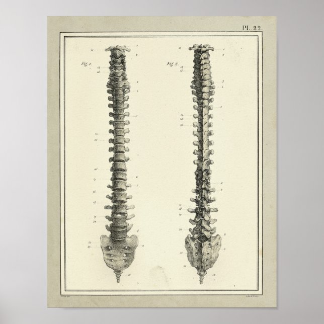 Vintage 1831 Utskrift av ryggmärgsanatomi Poster (Framsidan)