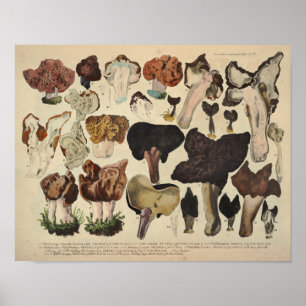Vintage 1831 Utskrift av svampsorter brun Poster
