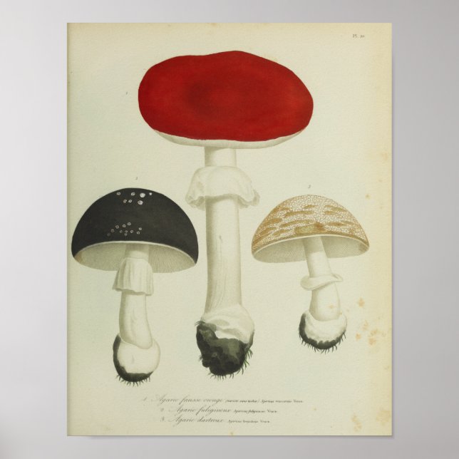 Vintage 1841 Red Black Mushroom Art-utskrift Poster (Framsidan)