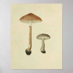 Vintage 1841 Utskrift av brun kapsyl Poster