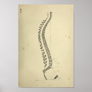 Vintage 1843 Tryckning i spinal-kolonnanatomi Poster