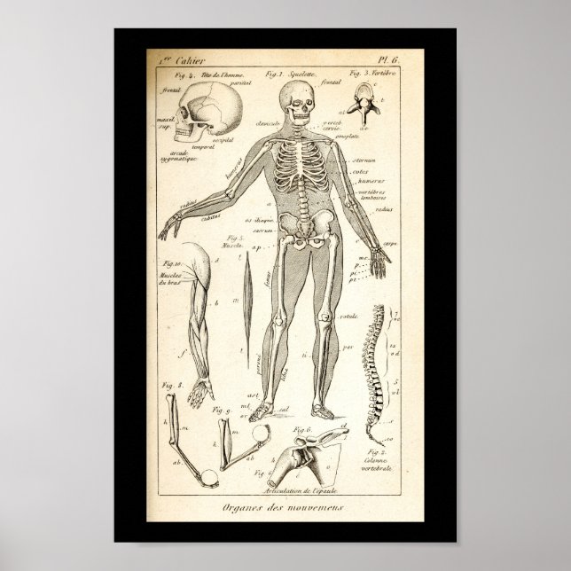 Vintage 1844 Human Skeleton Anatomy Print Poster (Framsidan)