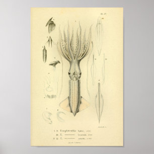 Vintage 1845 Färg-utskrift Poster