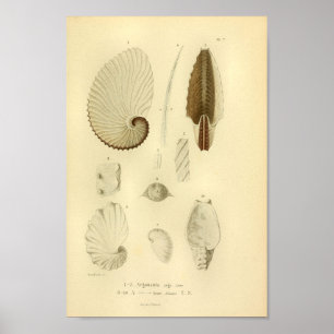 Vintage 1845 Papper Nautilus Färg Art-utskrift Poster