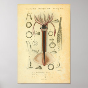 Vintage 1845 Skriv ut neonflygande bläckfisk Färg Poster