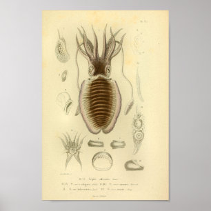 Vintage 1845 Utskrift av pennfiskkonst Färg Poster