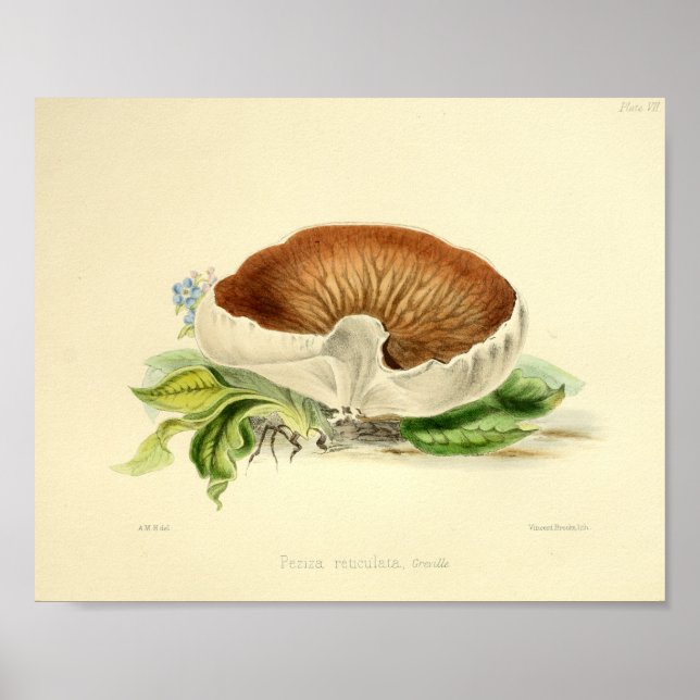 Vintage 1855: Svampvit brun stil Skriv ut Poster (Framsidan)