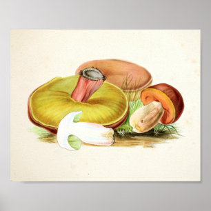 Vintage 1855 Utskrift av svampar brun Gult Poster