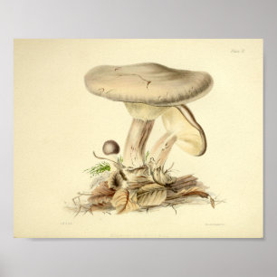 Vintage 1855 Utskrift av svampar och vitsnitt Poster