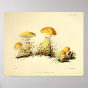 Vintage 1855 Utskrift av svampkonst Gult Poster