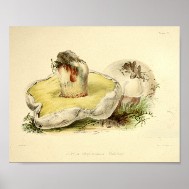 Vintage 1855 - Utskrift av svampvita konturer Poster (Framsidan)