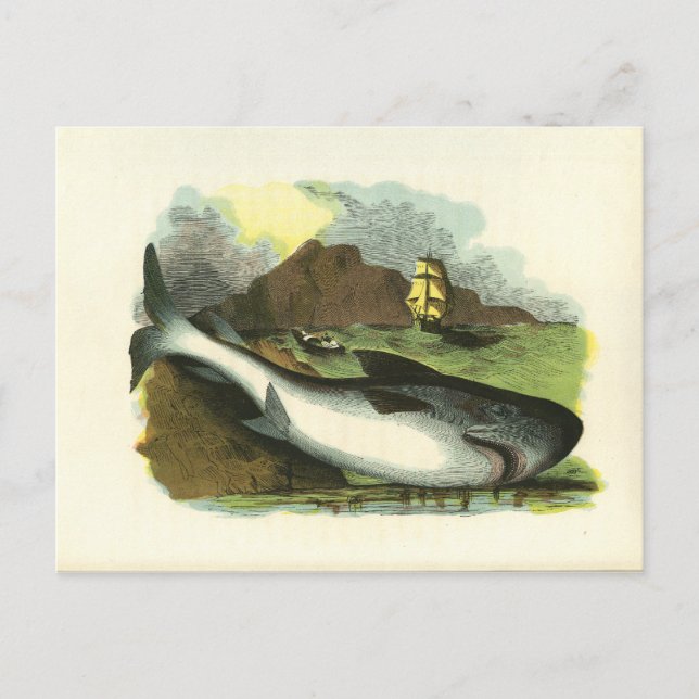 Vintage 1859 Shark FolkArt Illustration Vykort (Framsida)