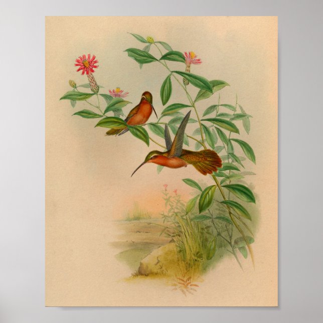 Vintage 1861 Hermit Hummingbird Print Poster (Framsidan)