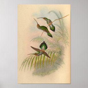 Vintage 1861 Hermit Hummingbird Print Poster